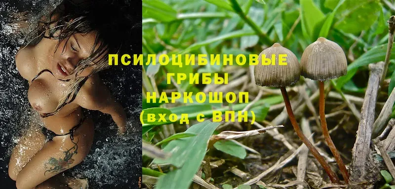 Псилоцибиновые грибы Psilocybine cubensis  hydra маркетплейс  Семикаракорск 